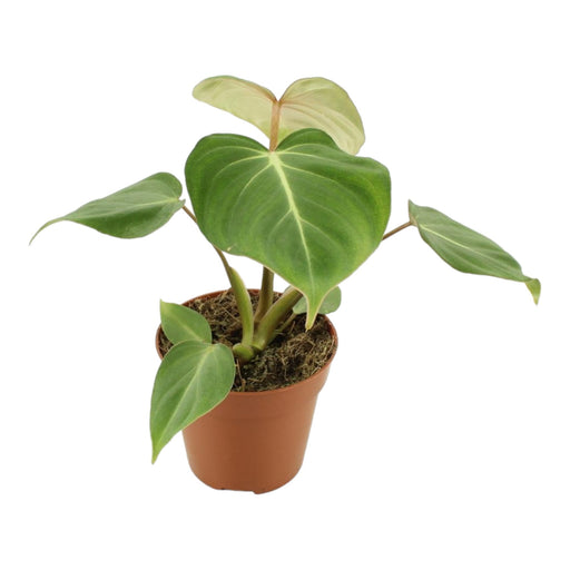 Philodendron Gloriosum