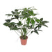 Philodendron Green Wonder