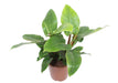 Philodendron Imperial Green