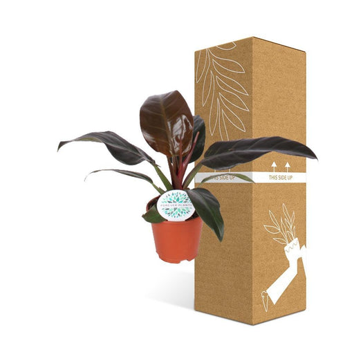 Philodendron Imperial Rød
