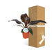 Philodendron Imperial Rød
