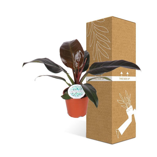 Philodendron Imperial Rød