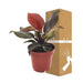 Philodendron Imperial Rød