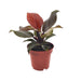 Philodendron Imperial Rød