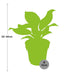 Philodendron Imperial Rød