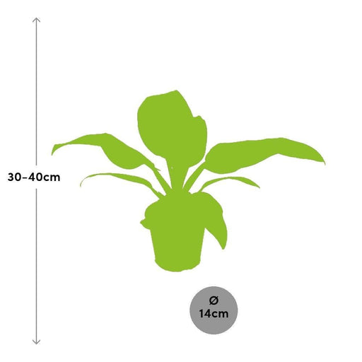 Philodendron Imperial Rød