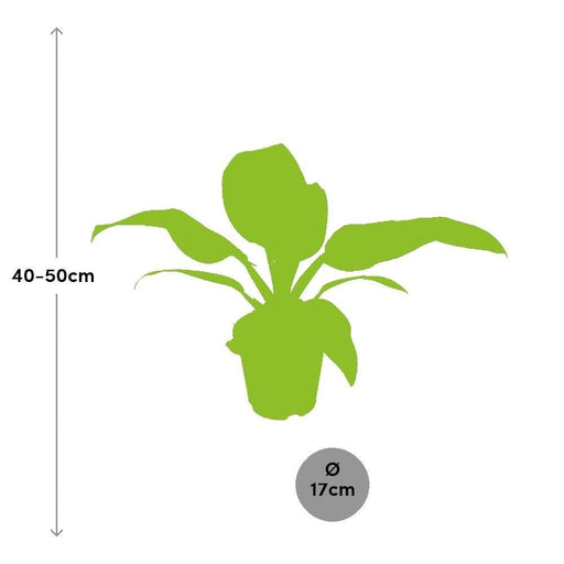 Philodendron Imperial Rød