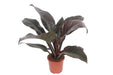 Philodendron Imperial Rød