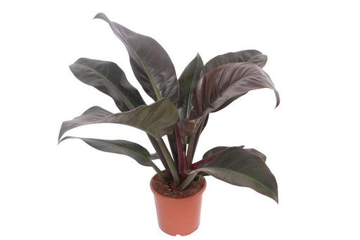 Philodendron Imperial Rød