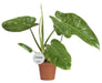 Philodendron Jose Buono