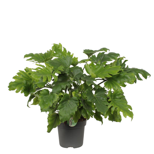 Philodendron 'Little Hope'