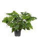 Philodendron 'Little Hope'