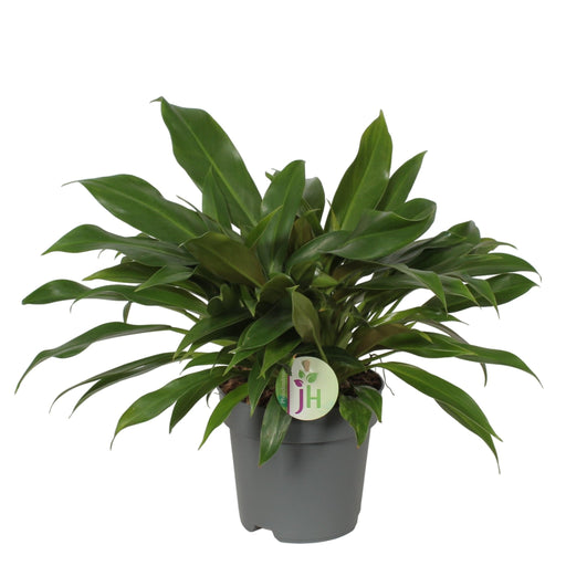 Philodendron 'Little Phil'