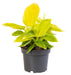 Philodendron Moonshine