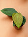 Philodendron Nangaritense
