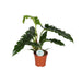 Philodendron Smal