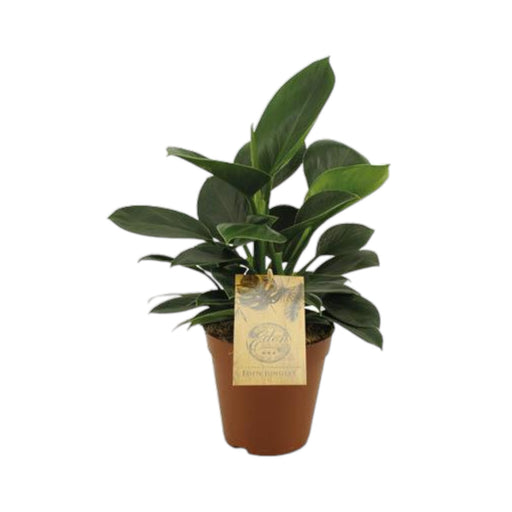 Philodendron Oxypure