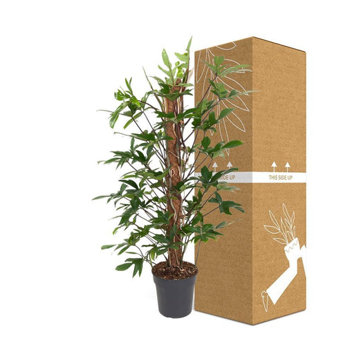 Philodendron Pedatum