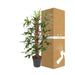 Philodendron Pedatum
