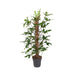 Philodendron Pedatum