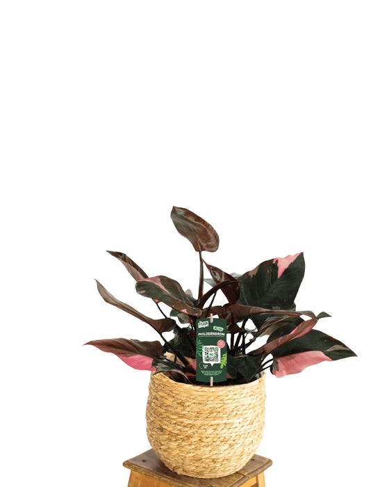 Philodendron Pink Princess