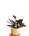 Philodendron Pink Princess