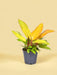Philodendron Prins Af Orange