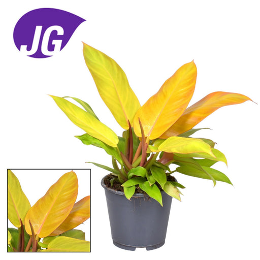 Philodendron Prins Af Orange