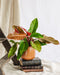 Philodendron Prins Af Orange