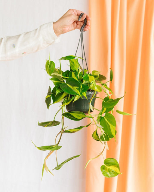 Philodendron Scandens Brasilien