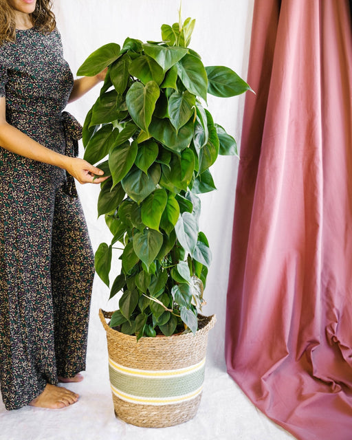 Philodendron Scandens H120Cm