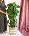 Philodendron Scandens H120Cm