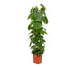 Philodendron Scandens H120Cm
