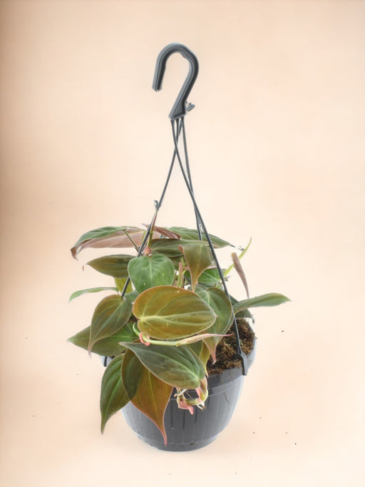 Philodendron Scandens 'Micans' Hangpot - Ø15Cm - ↕40Cm