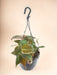 Philodendron Scandens 'Micans' Hangpot - Ø15Cm - ↕40Cm