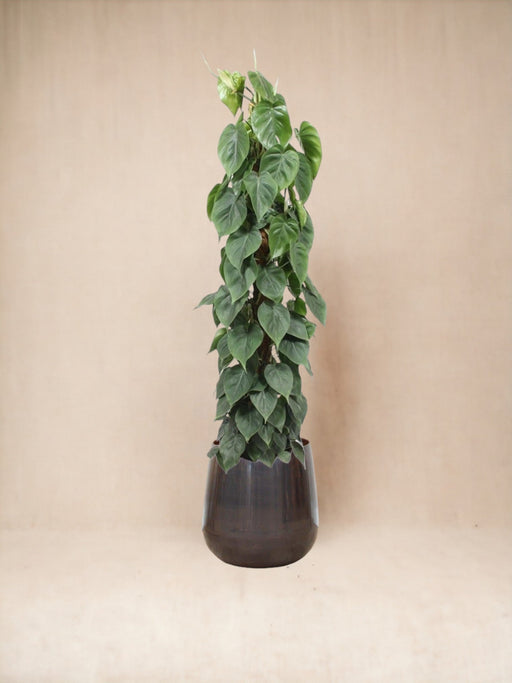 Philodendron Scandens På Spil