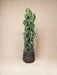 Philodendron Scandens På Spil