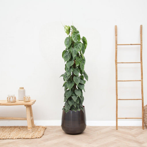 Philodendron Scandens På Spil