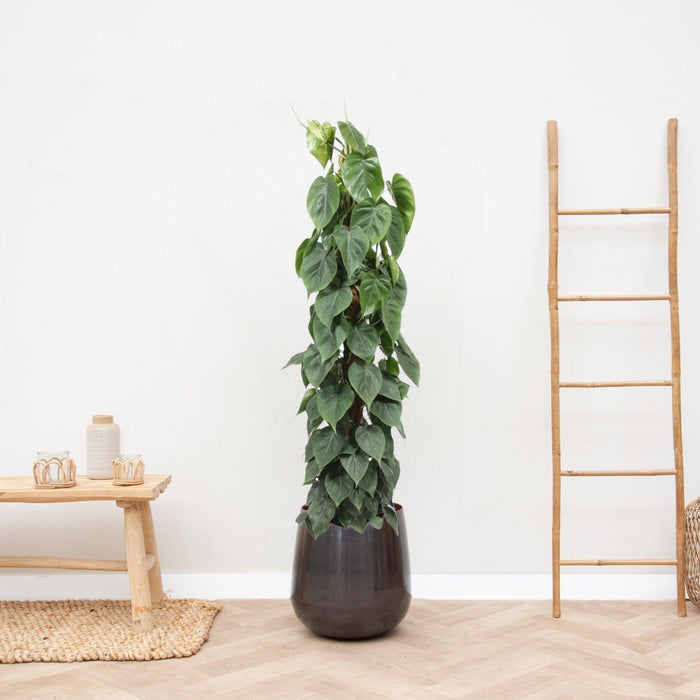 Philodendron Scandens På Spil
