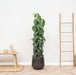 Philodendron Scandens På Spil