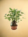 Philodendron Xanadu Op Stam - Ø22Cm - ↕50Cm