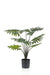 Philodendron Kunstig Plante - H77Cm, Ø12Cm