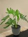 Philodendron Xanadu - Kunstig Grøn Plante