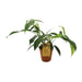 Philodendron