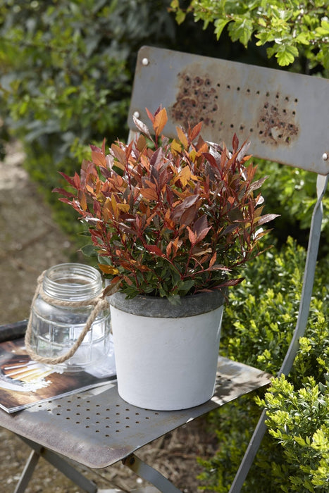 Photinia Fras. 'Chico'® - ↨25Cm - Ø19Cm - Udendørs Busk