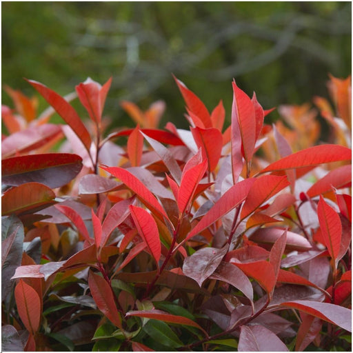 Photinia Fraseri 'Red Robin' - Sæt Med 6 Stk