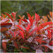 Photinia Fraseri 'Red Robin' - Sæt Med 6 Stk