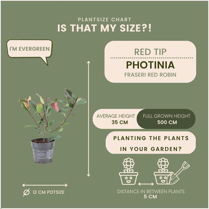 Photinia Fraseri 'Red Robin' - Sæt Med 6 Stk