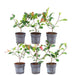 Photinia Fraseri 'Red Robin' - Sæt Med 6 Stk