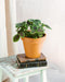 Pilea Involucrata (M)